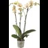 Phalaenopsis 3 Rispen 20+ P12 cm